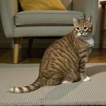 Thumbnail photo of Ginger #1