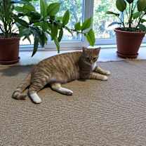 Thumbnail photo of Ginger #4