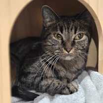 Thumbnail photo of CHEEKY #1