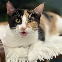 Thumbnail photo of Chassy #1