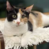 Thumbnail photo of Chassy #2