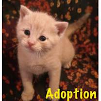 adopt-pet