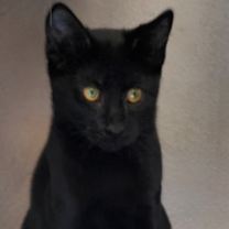 Thumbnail photo of Beanie #1