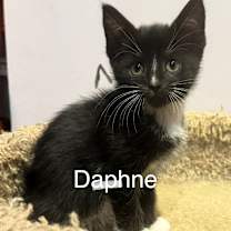 Thumbnail photo of Daphne & Delilah (Bonded Pair) #2