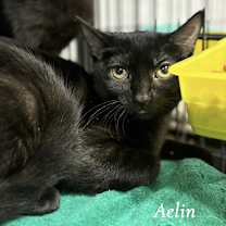 adopt-pet