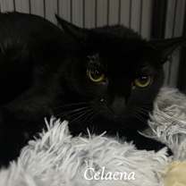 adopt-pet