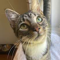 Thumbnail photo of Siera  #4