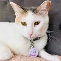 Thumbnail photo of Hunny (Pounce Cat Cafe) #3