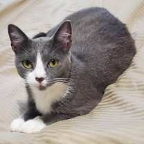 Thumbnail photo of Sweet Pea #4