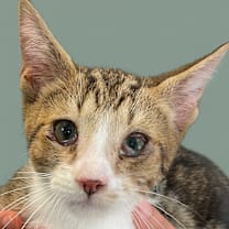 Thumbnail photo of Peanut #1