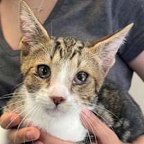 Thumbnail photo of Peanut #2