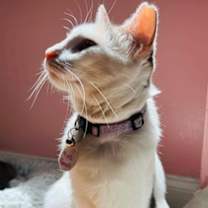 Thumbnail photo of Hunny (Pounce Cat Cafe) #1