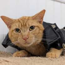 Thumbnail photo of Ozzy #1