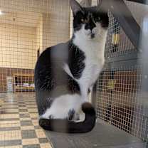 Thumbnail photo of Milkshake - SPECIAL NEEDS - FELUK+ #1