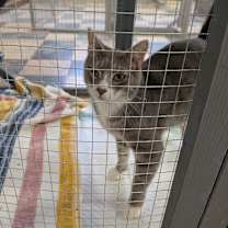 Thumbnail photo of Gojira AKA Go Go - SPECIAL NEEDS - FELEUK+ #1