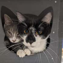 Thumbnail photo of Gojira AKA Go Go - SPECIAL NEEDS - FELEUK+ #2