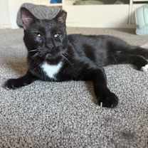 Thumbnail photo of Toad #4