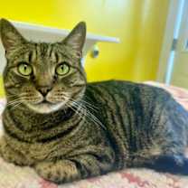 Thumbnail photo of Heen #1