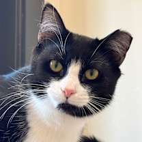 Thumbnail photo of Hermione #2