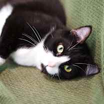 Thumbnail photo of Hermione #4