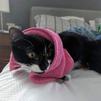 Thumbnail photo of Biscuit #2