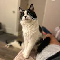 Thumbnail photo of Monkey -- Bonded Buddy With Fabio #1