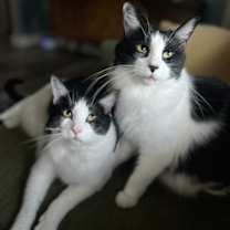 Thumbnail photo of Monkey -- Bonded Buddy With Fabio #2