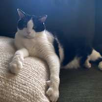 Thumbnail photo of Monkey -- Bonded Buddy With Fabio #3