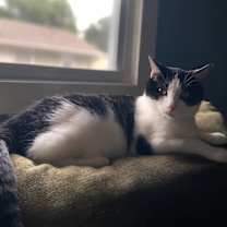 Thumbnail photo of Monkey -- Bonded Buddy With Fabio #4