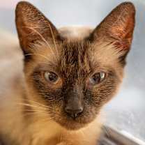 Thumbnail photo of Sato #2