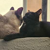 Thumbnail photo of Sato #3