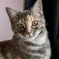 Thumbnail photo of Tadpole - KBC #1