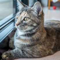 Thumbnail photo of Tadpole - KBC #2