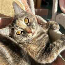 Thumbnail photo of Tadpole - KBC #3