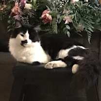 Thumbnail photo of Eight Ball #1