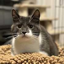 Thumbnail photo of HUCK #2