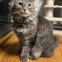 Thumbnail photo of JOLENE #1