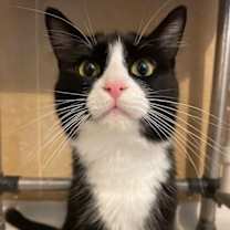 Thumbnail photo of Roti #3