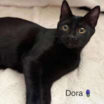 Thumbnail photo of Dora #1
