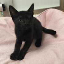 Thumbnail photo of FlapJack #2