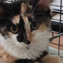 Thumbnail photo of Annie #2