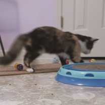 Thumbnail photo of Annie #4