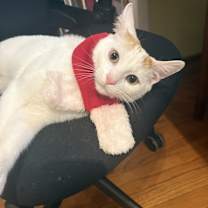 Thumbnail photo of Bill #1