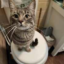 Thumbnail photo of Goliath #1