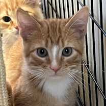 Thumbnail photo of Linguini #2