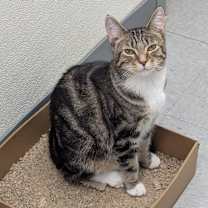 Thumbnail photo of Nala #1