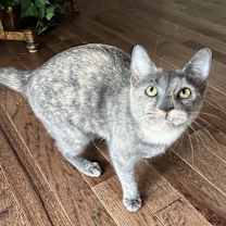 Thumbnail photo of Purple #4