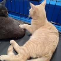 Thumbnail photo of Cheddar - Petsmart Plantation #2