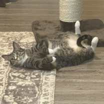 Thumbnail photo of Champ #2