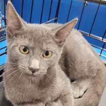 Thumbnail photo of Smokey - Petsmart Plantation #2